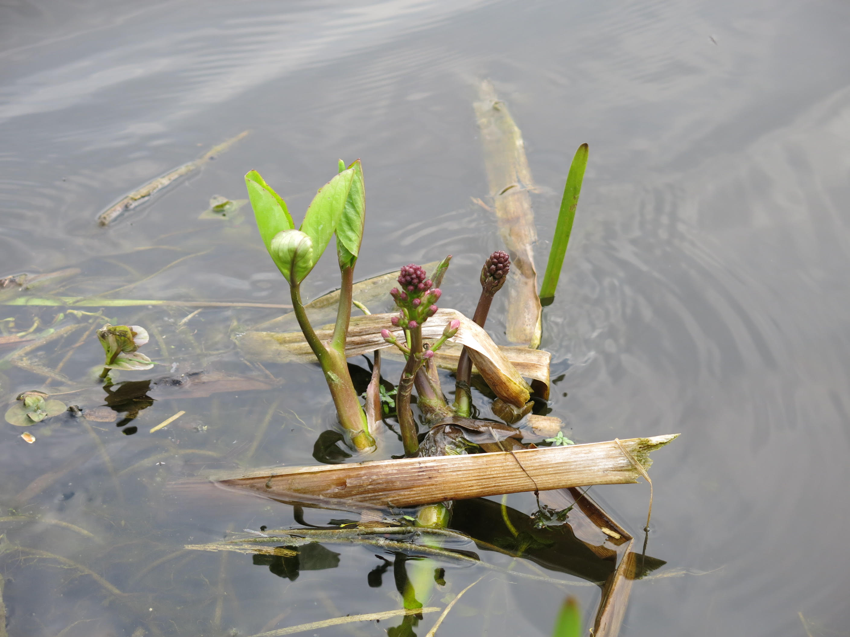 Zwarte Pad en Heemtuin