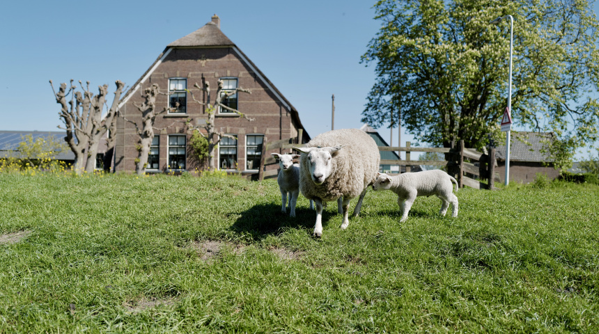 De Ridderbuurt