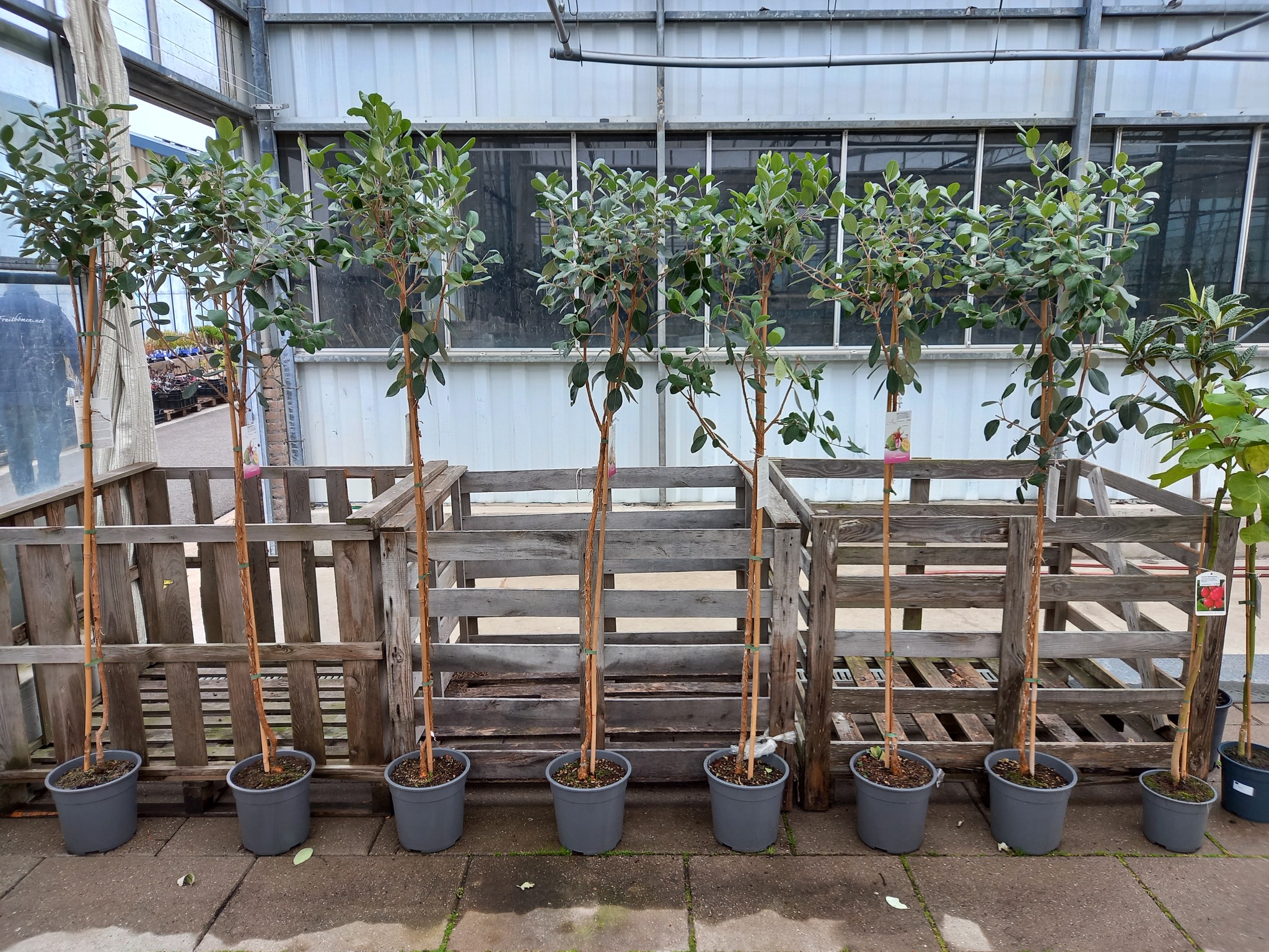 Fruitbomen.net