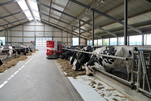 Melkveebedrijf Hoeve Nieuw Bethlehem
