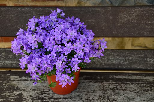Trendy planten & potten