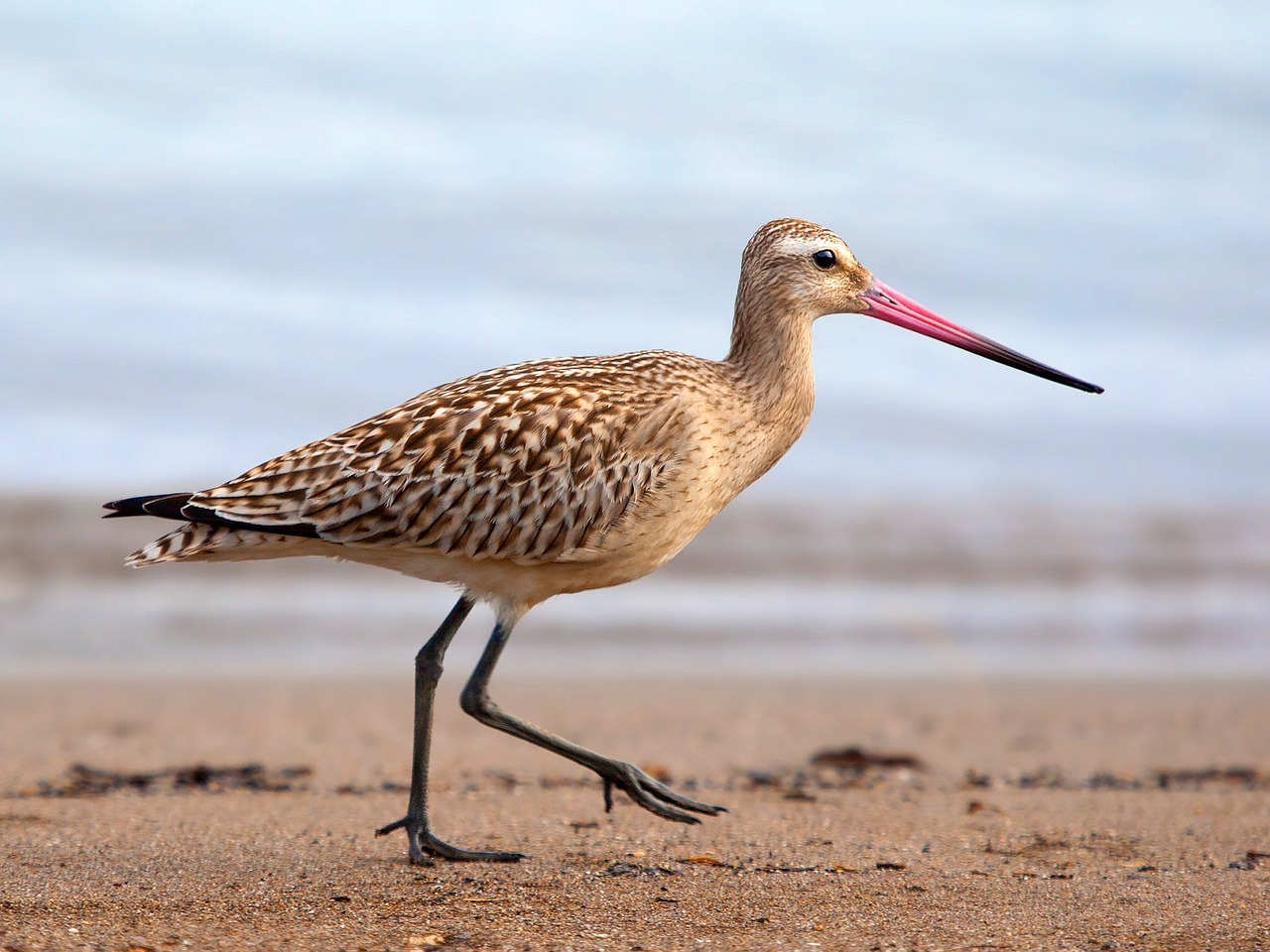 Lezing ‘Agrarisch natuur- en landschapsbeheer’ door Bianca Domhof