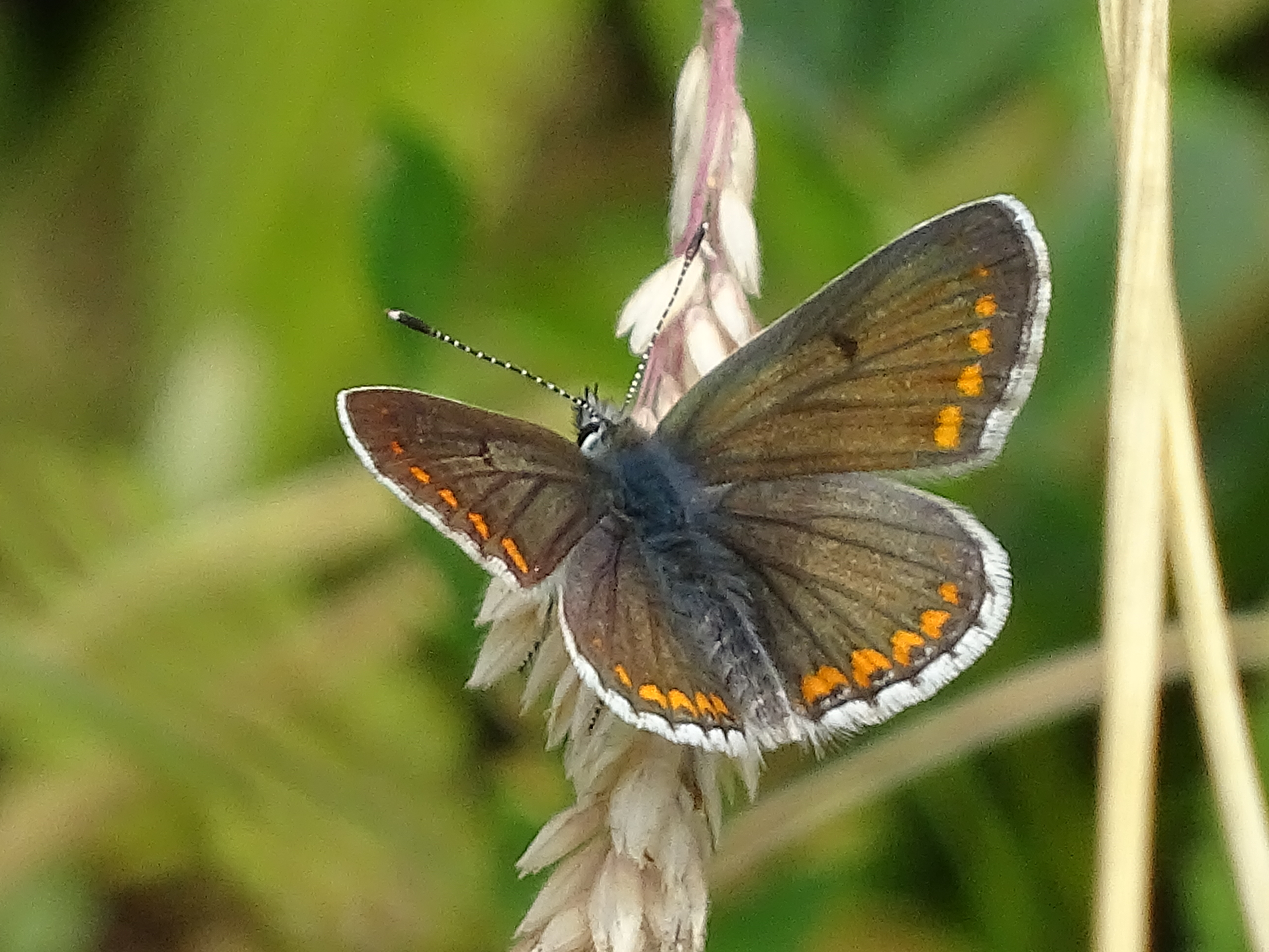 Vlinderexcursie Wyldemerk o.l.v. vlinderkenner Adriaan Hol