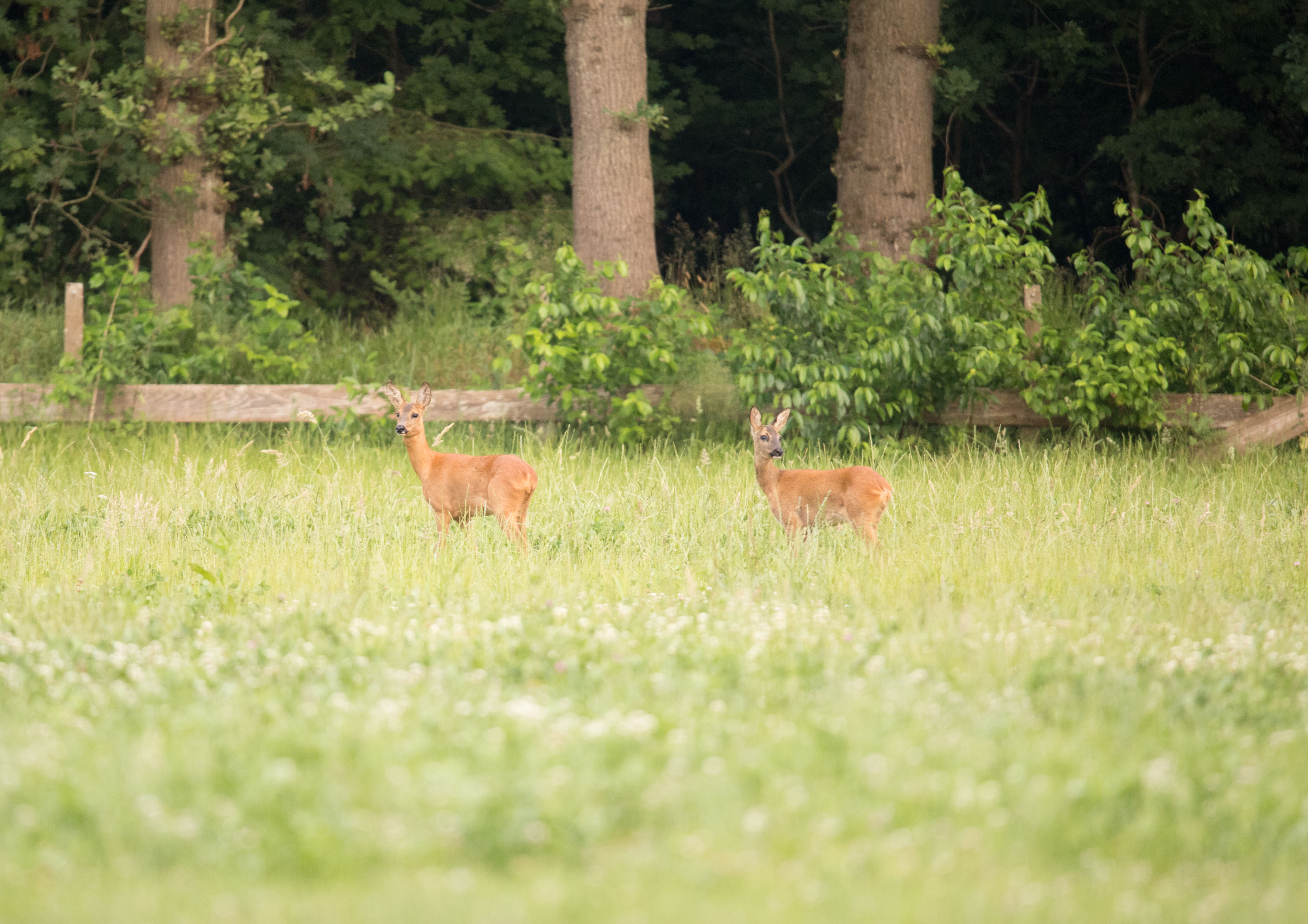 Fotowandelingen door Gaasterland met natuurfotograaf Baukje Bosma