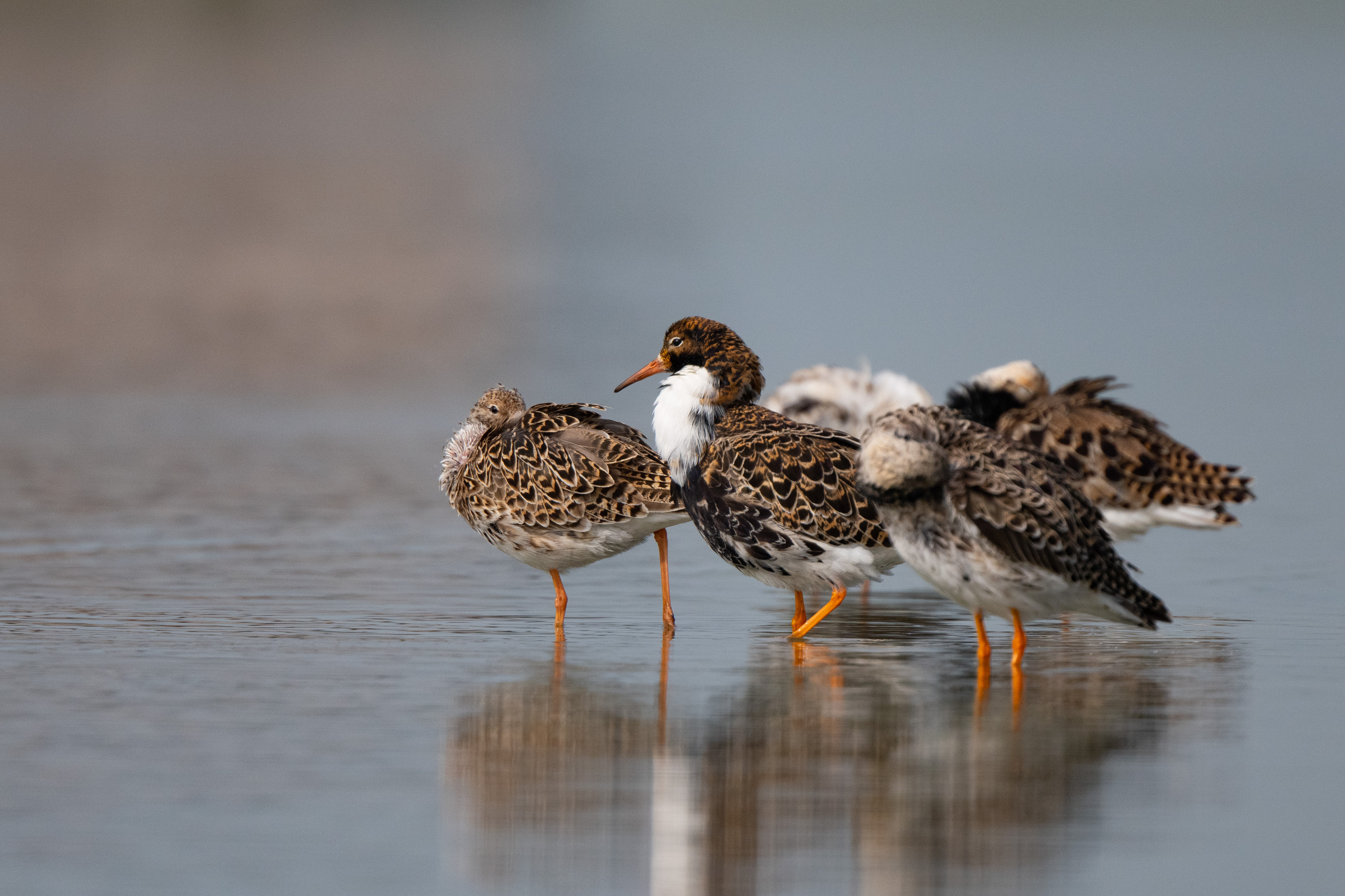 Fotopresentatie ‘Gruttoland bij Wommels door natuurfotografen Gerard Bos en Leo Hofland’