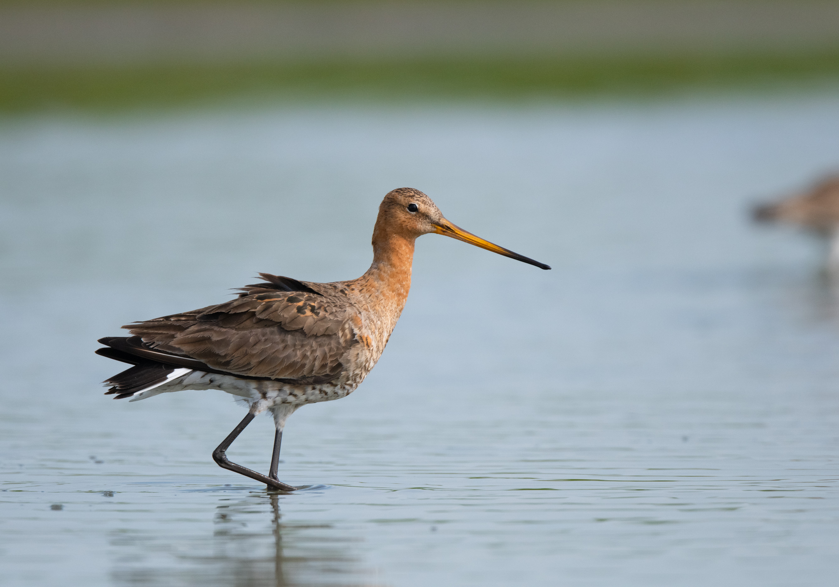 Fotopresentatie ‘Gruttoland bij Wommels’ door natuurfotografen Gerard Bos en Leo Hofland