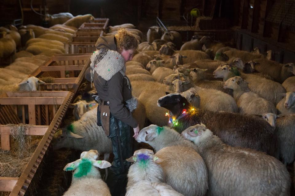 schaap met lichtjes