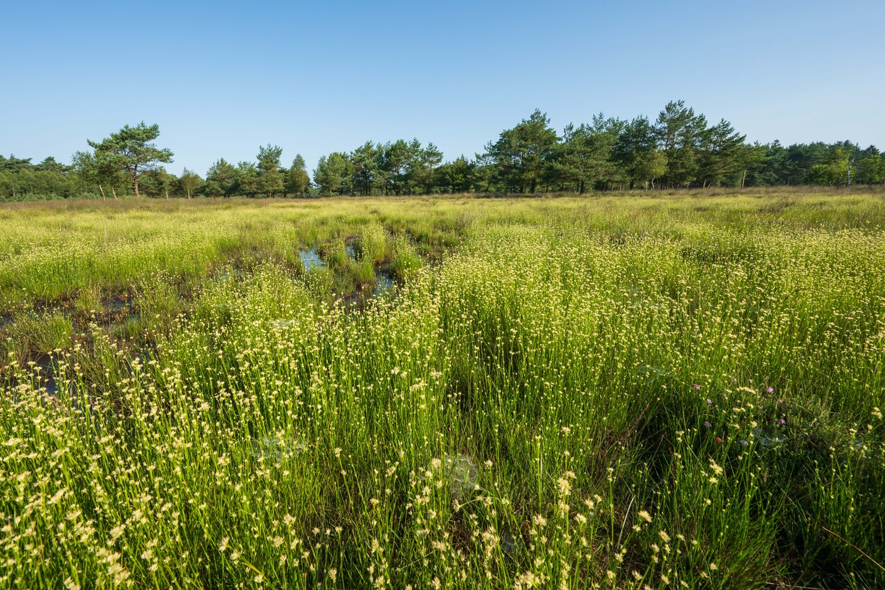 Groen weidewandeling