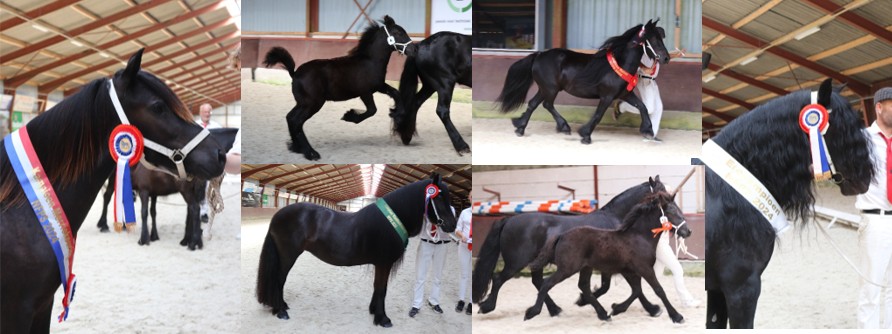 Manege de Bullen Enk