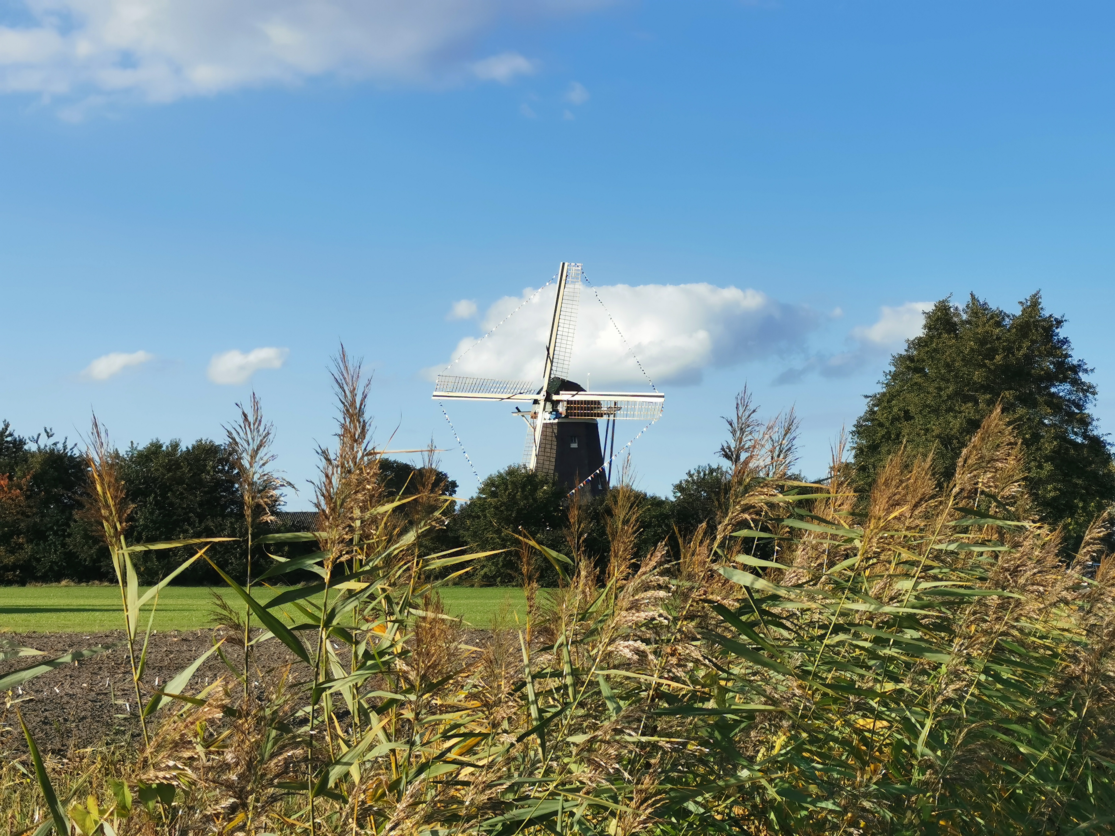 Molen de Duif met grassen