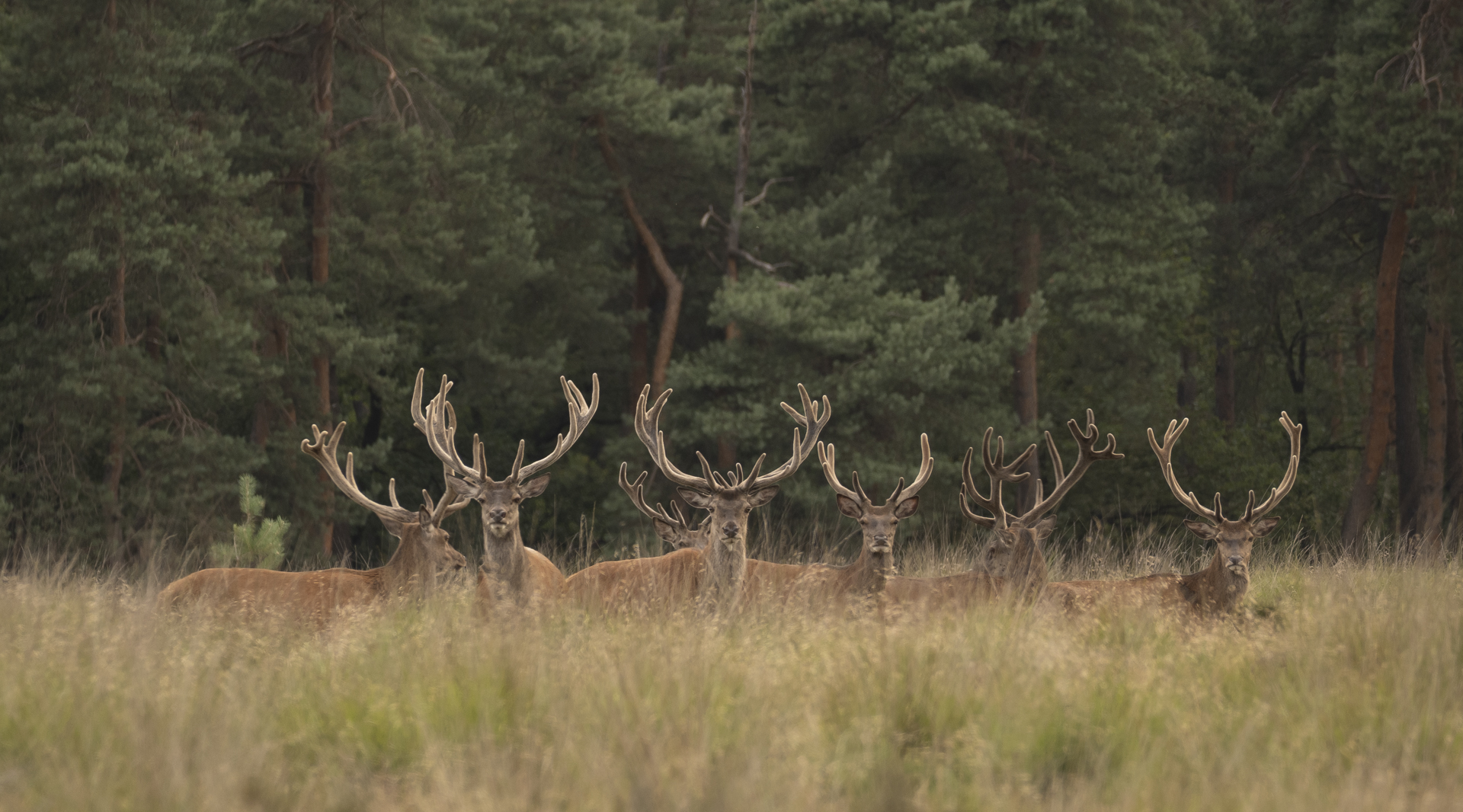 Roodwild ©Nunspeet uit de Kunst