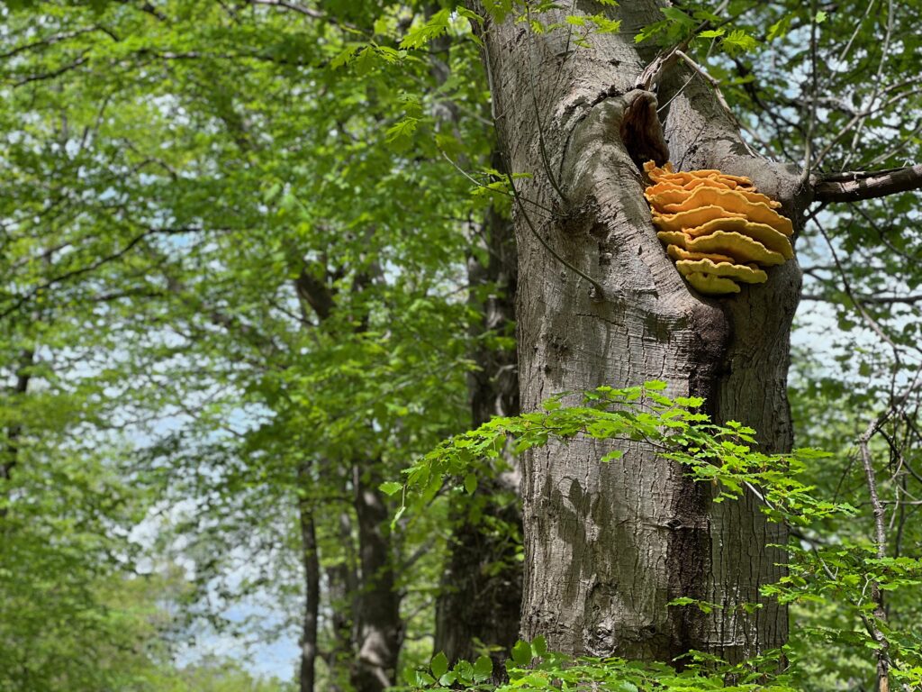 Zandenbos-Trail-impressie