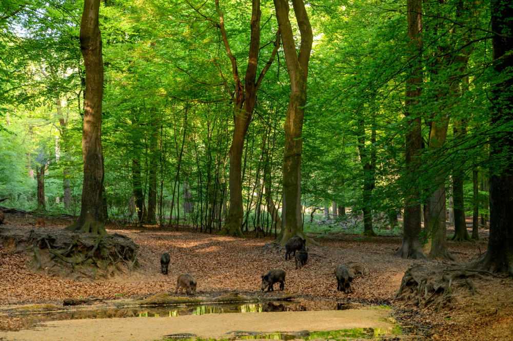 Zwijnen bij zoel ©Gerrit Rekers