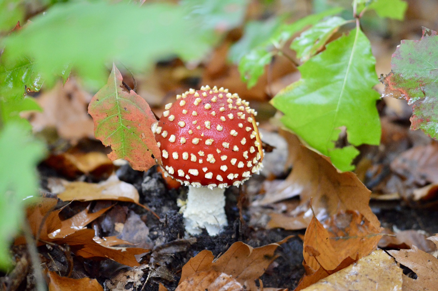Herfst-fotowandeling: fotograferen én genieten
