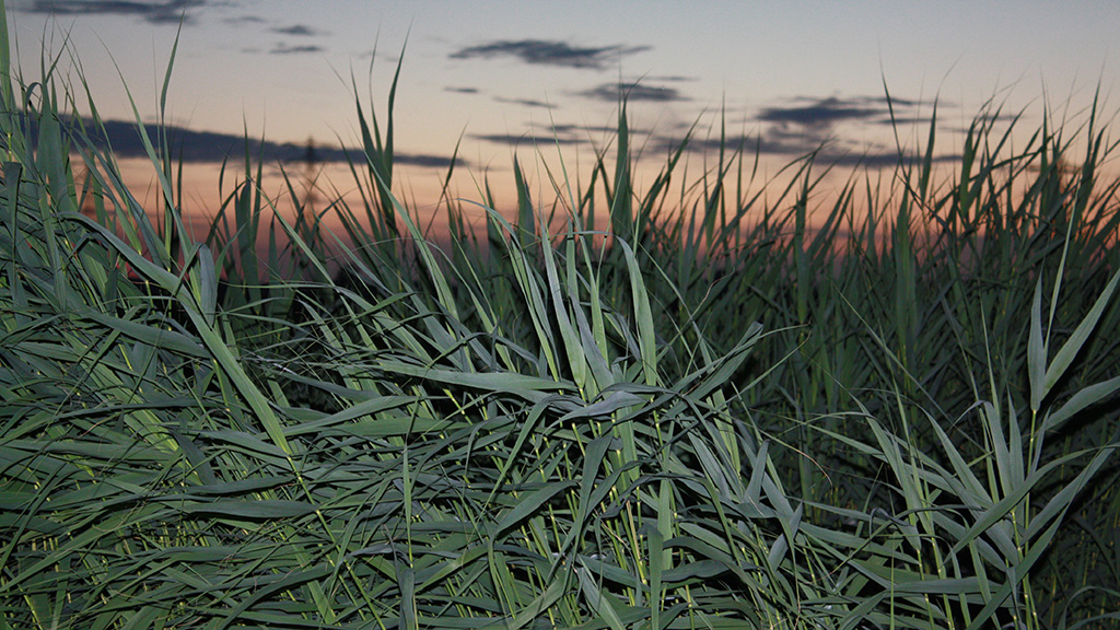 Image for Rerooting in the Polder, from Sa 27 Sep, Thu to Sun