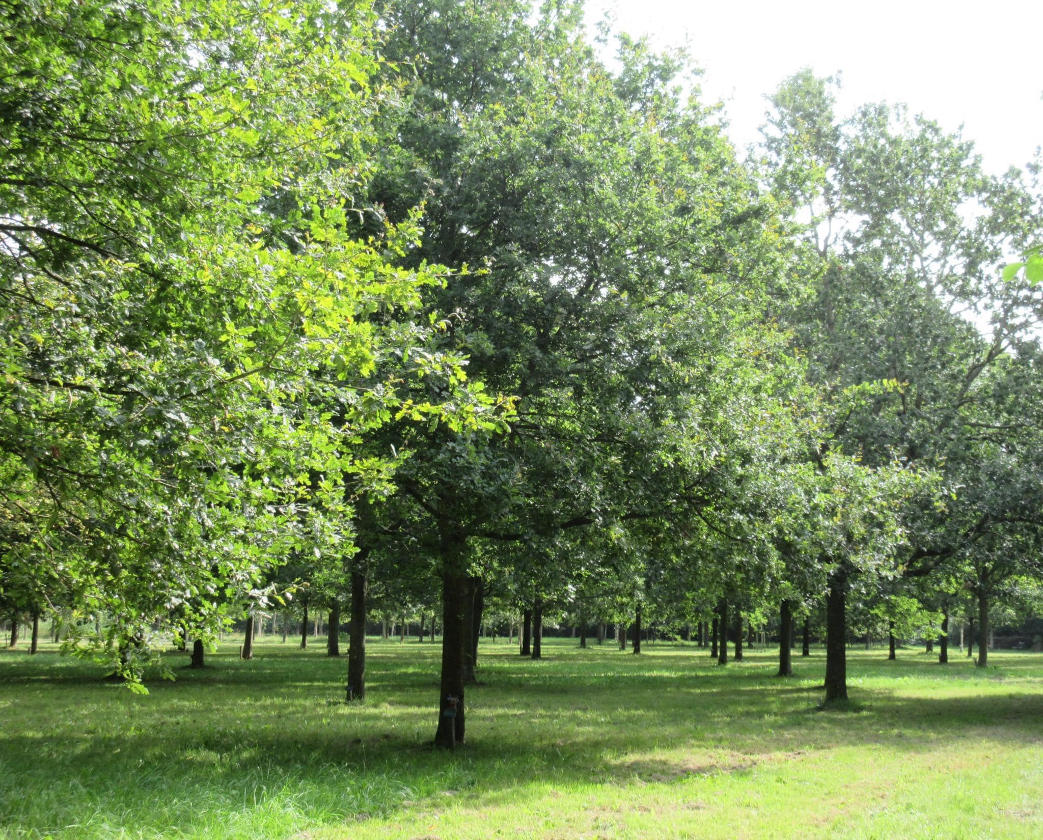 vrijheidsbos-vierpolders-voorneaanzee