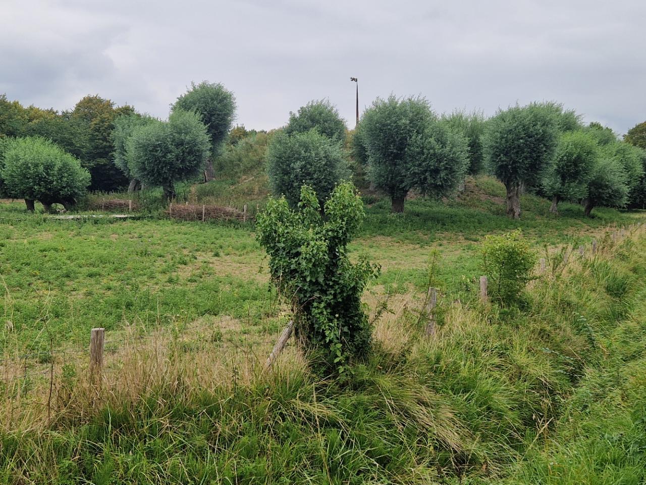 Berg van Troje Borssele