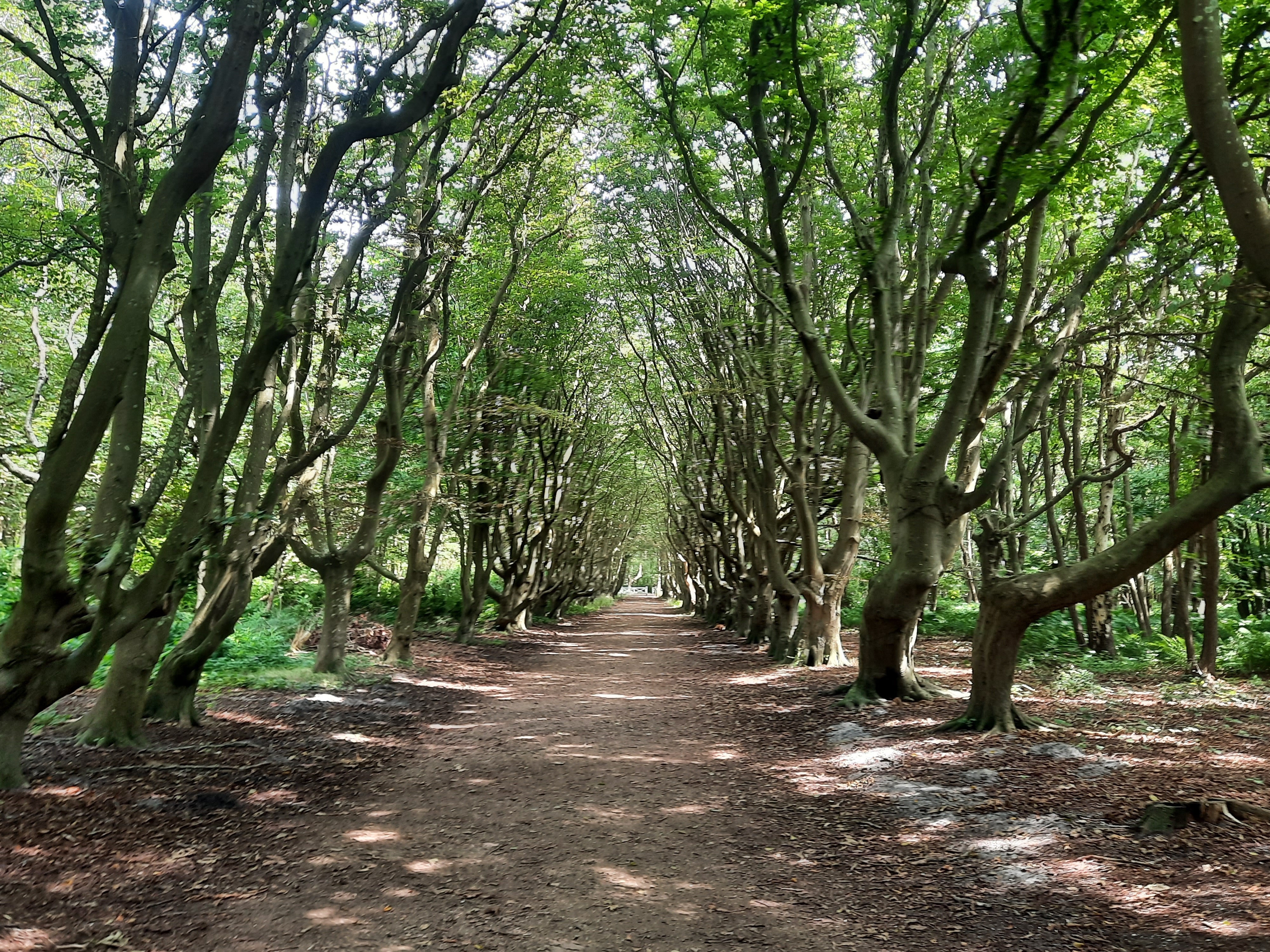 Het bos van de Manteling tijdens de route