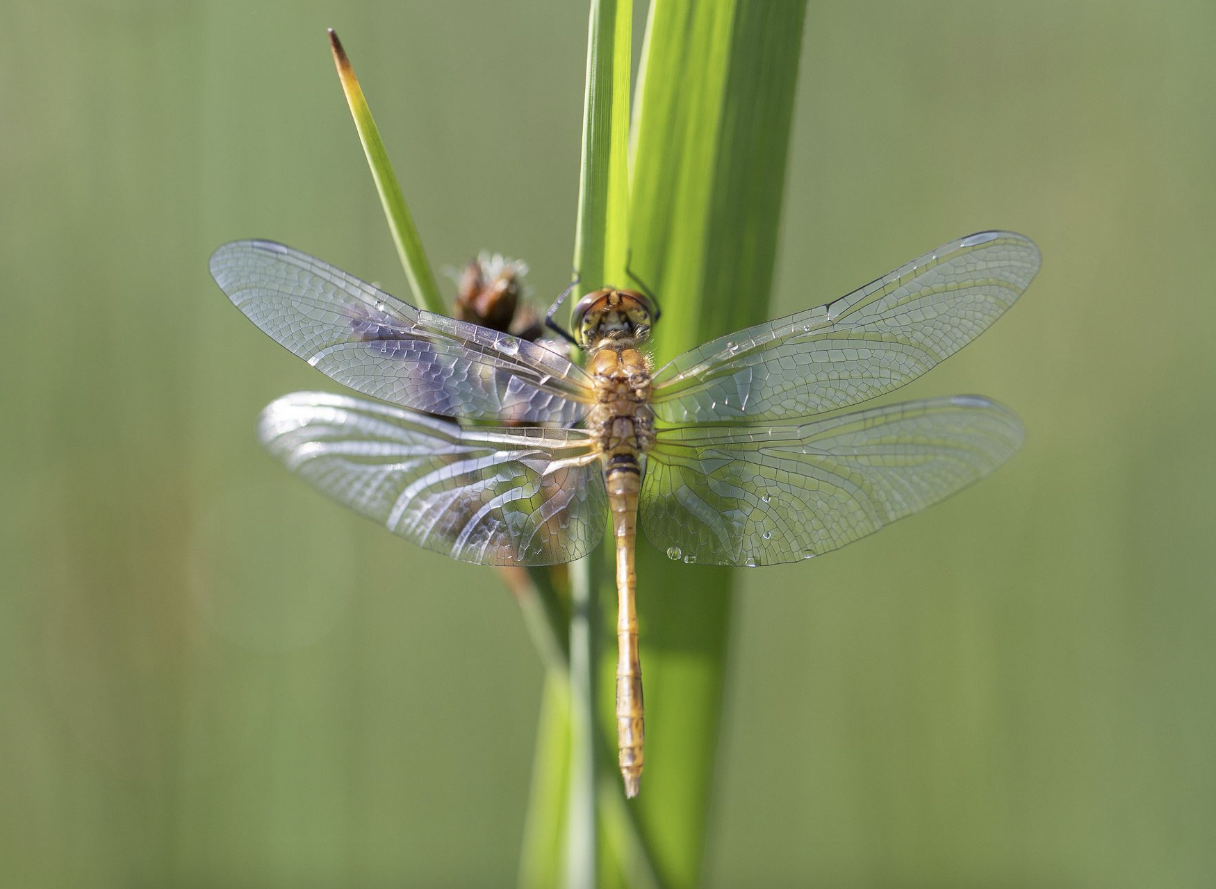 Bloedrode heidelibel