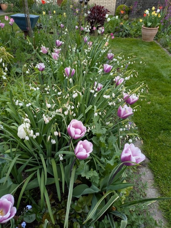 Zeeuwse bloembollen route