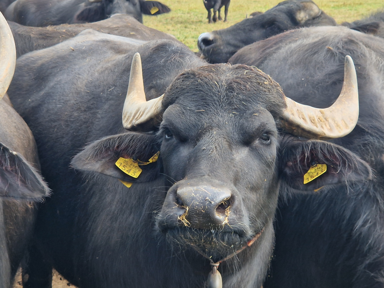 Delta Buffalo