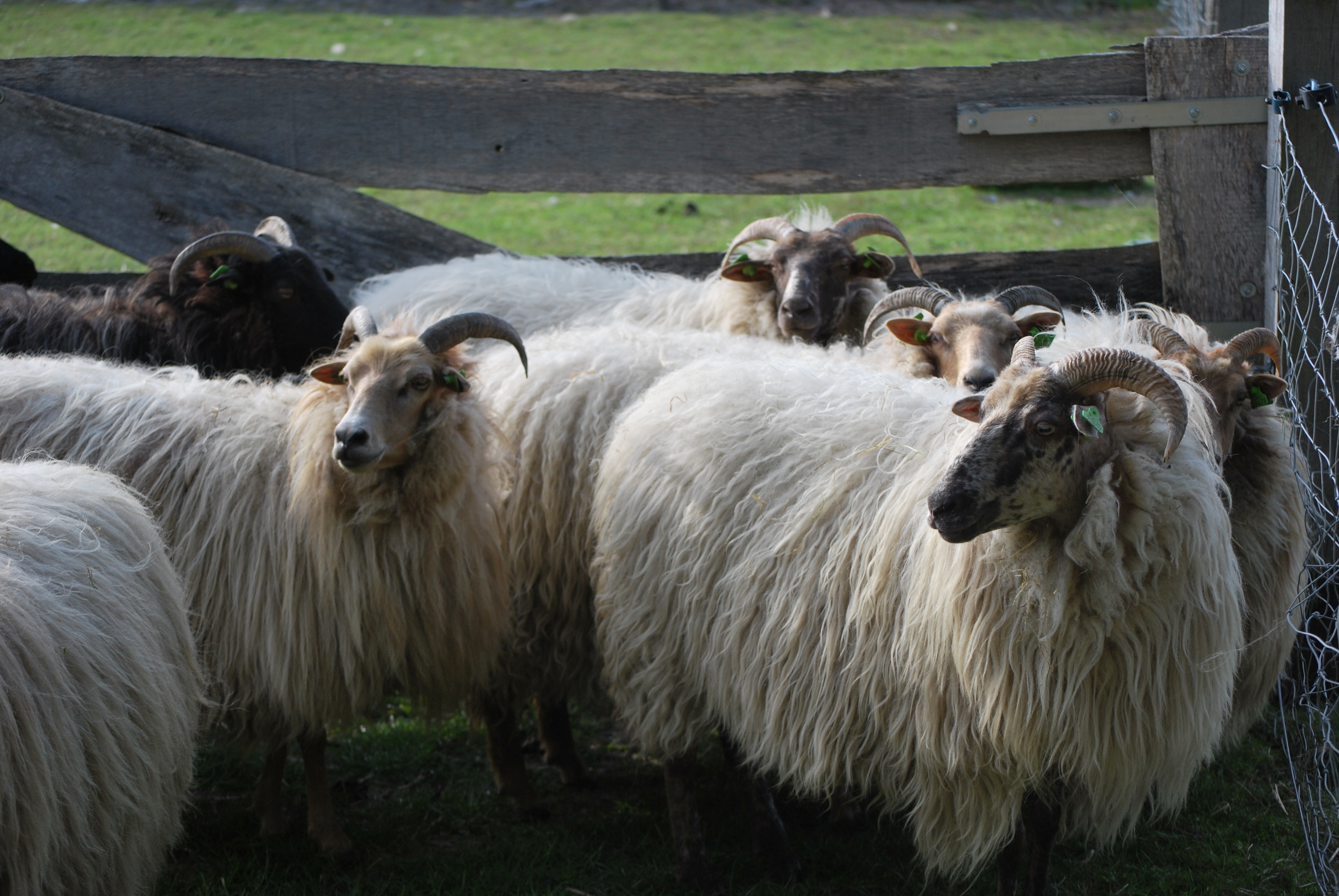 Ooien Drents Heideschaap