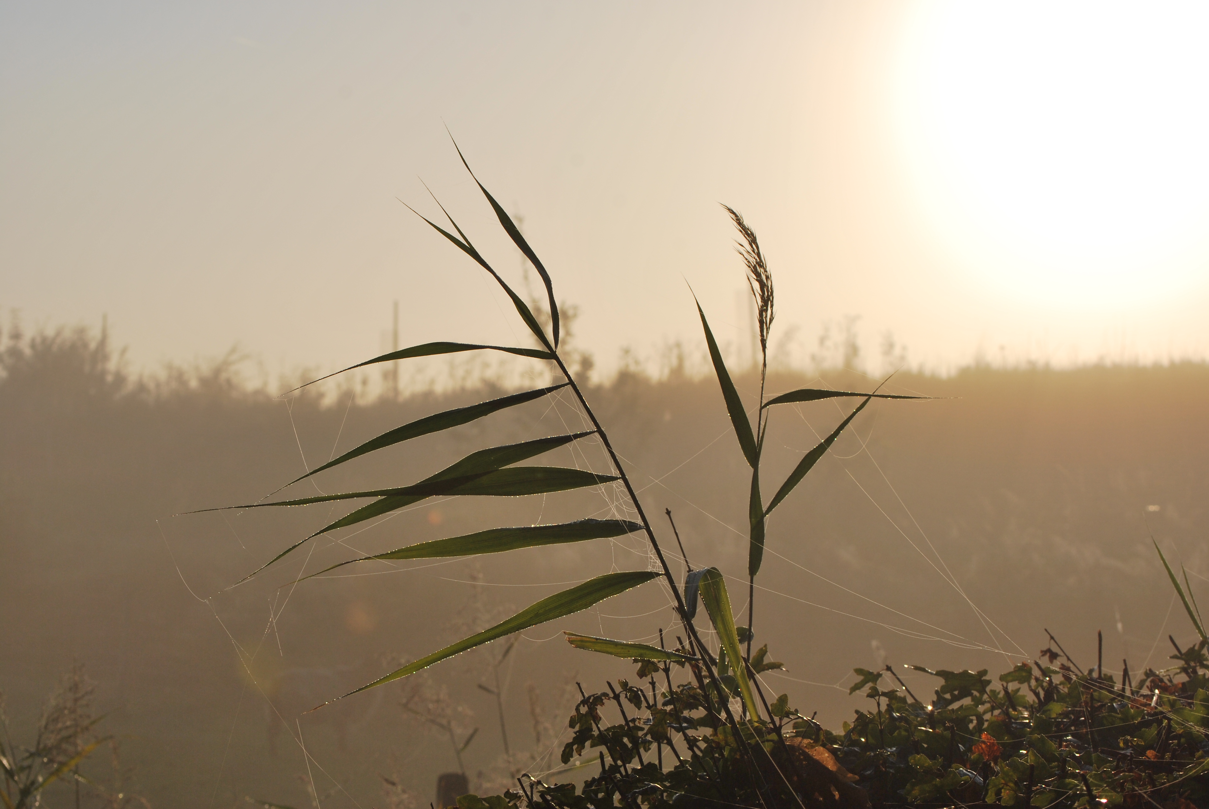 Riet