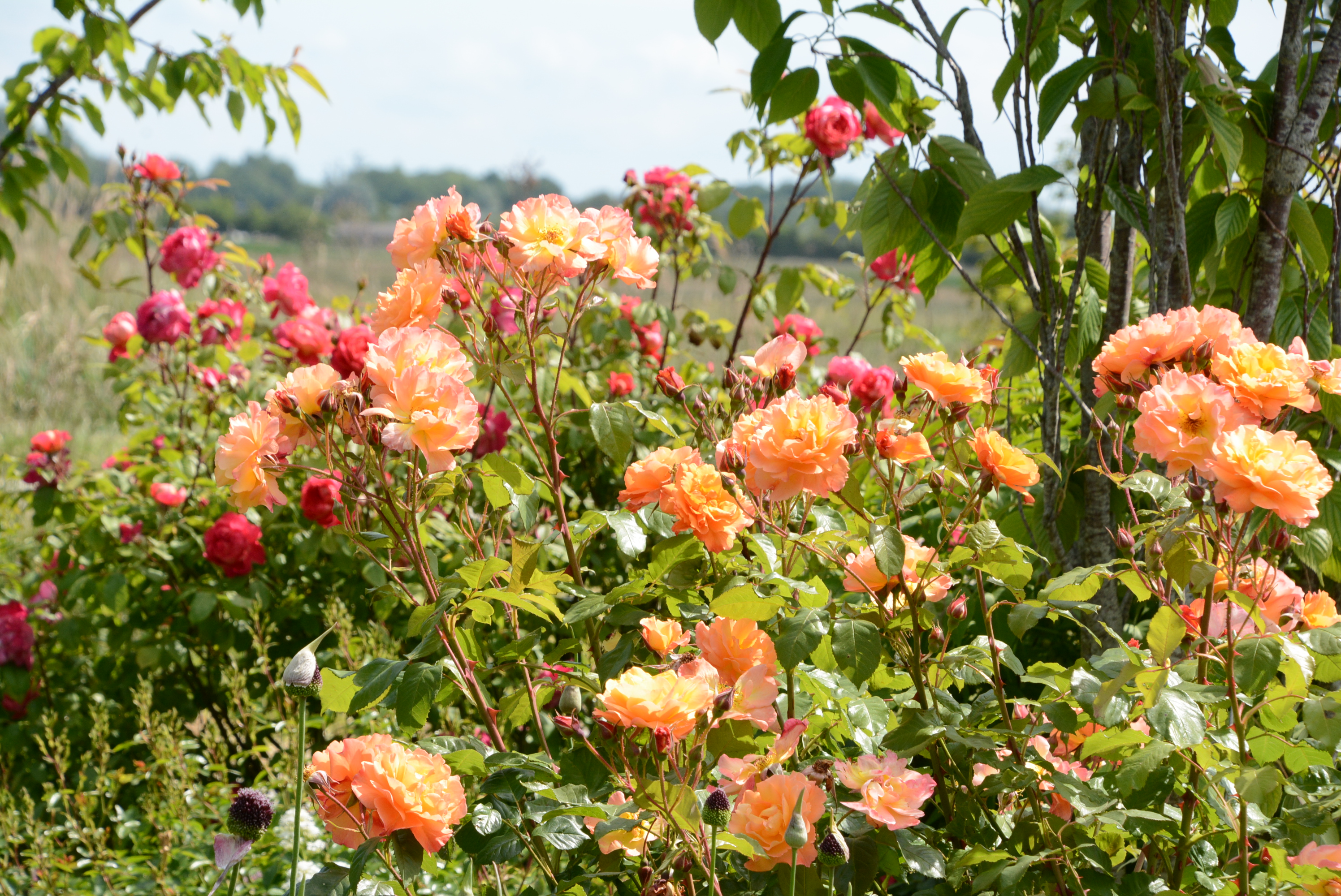 Tuin de Pionier-Ster