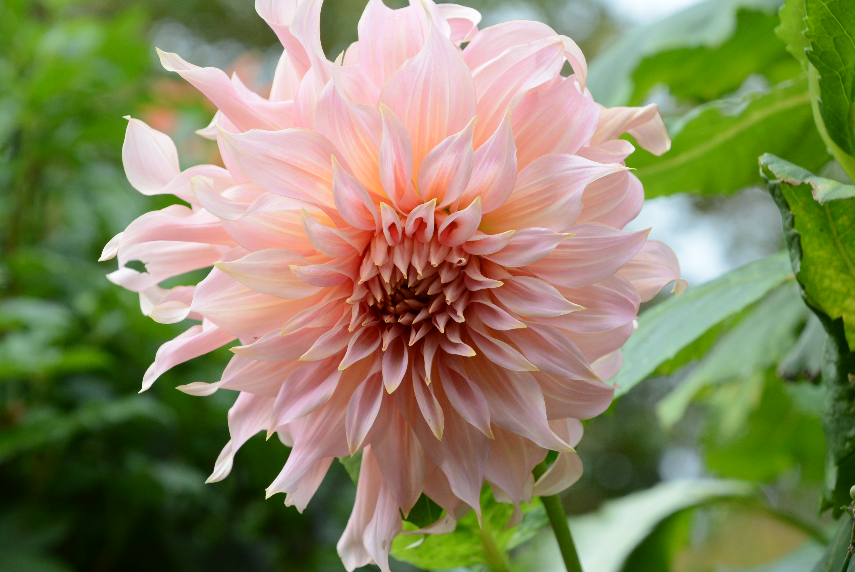 Tuin de Pionier-Ster