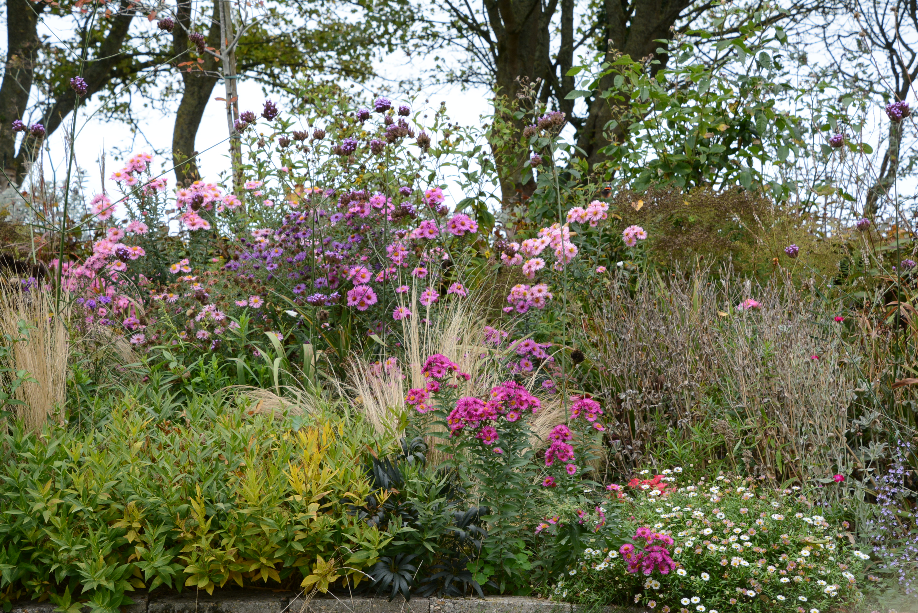 Tuin de Pionier-Ster