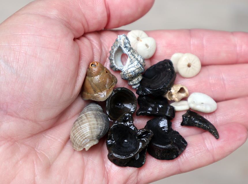 Seashells and Fossils