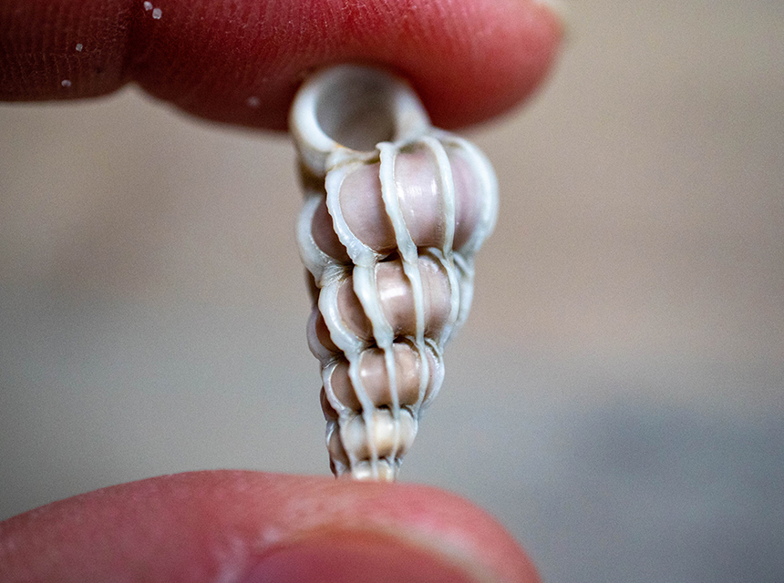 Seashells and Fossils