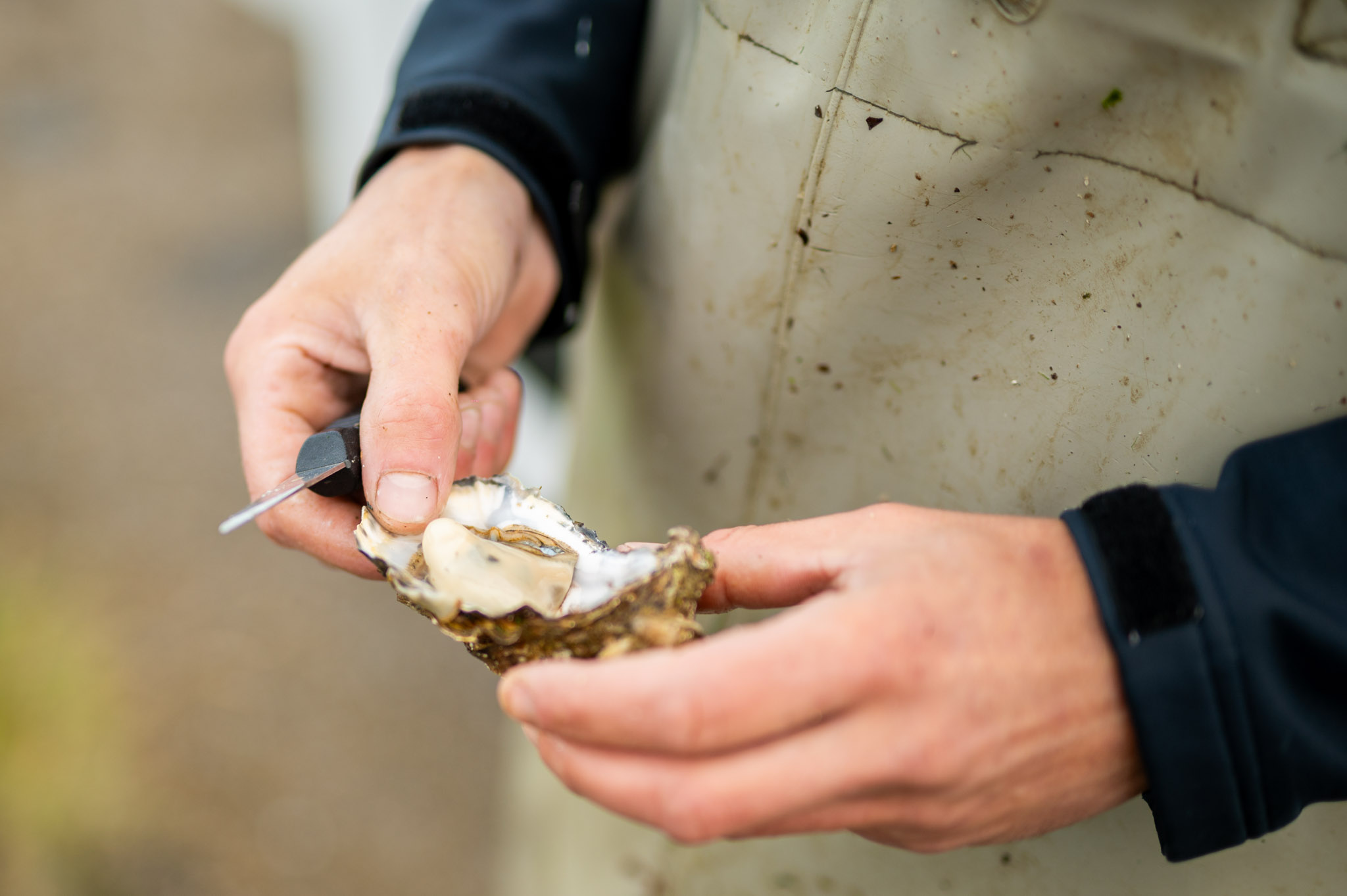 Oesters proeven