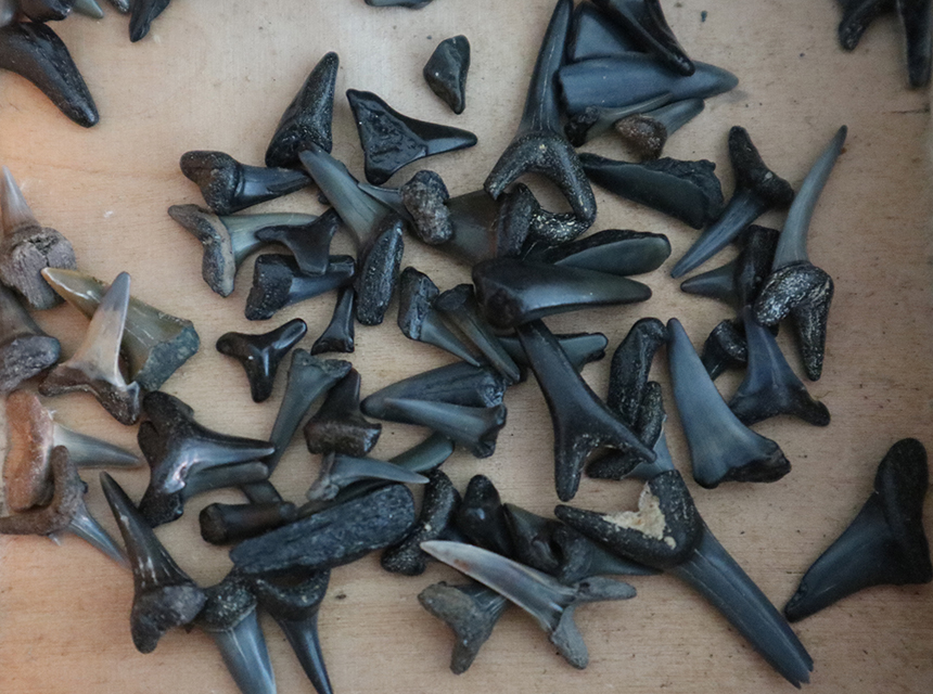 Shark Teeth