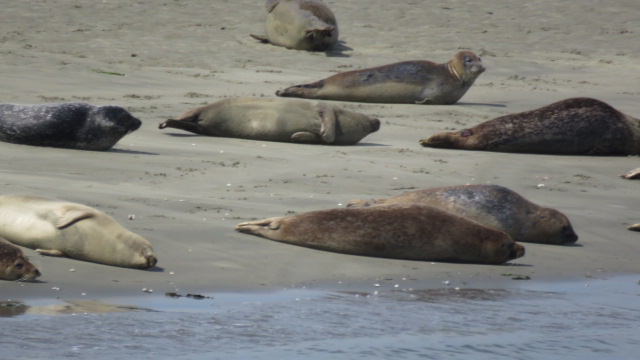 zeehonden zandbank