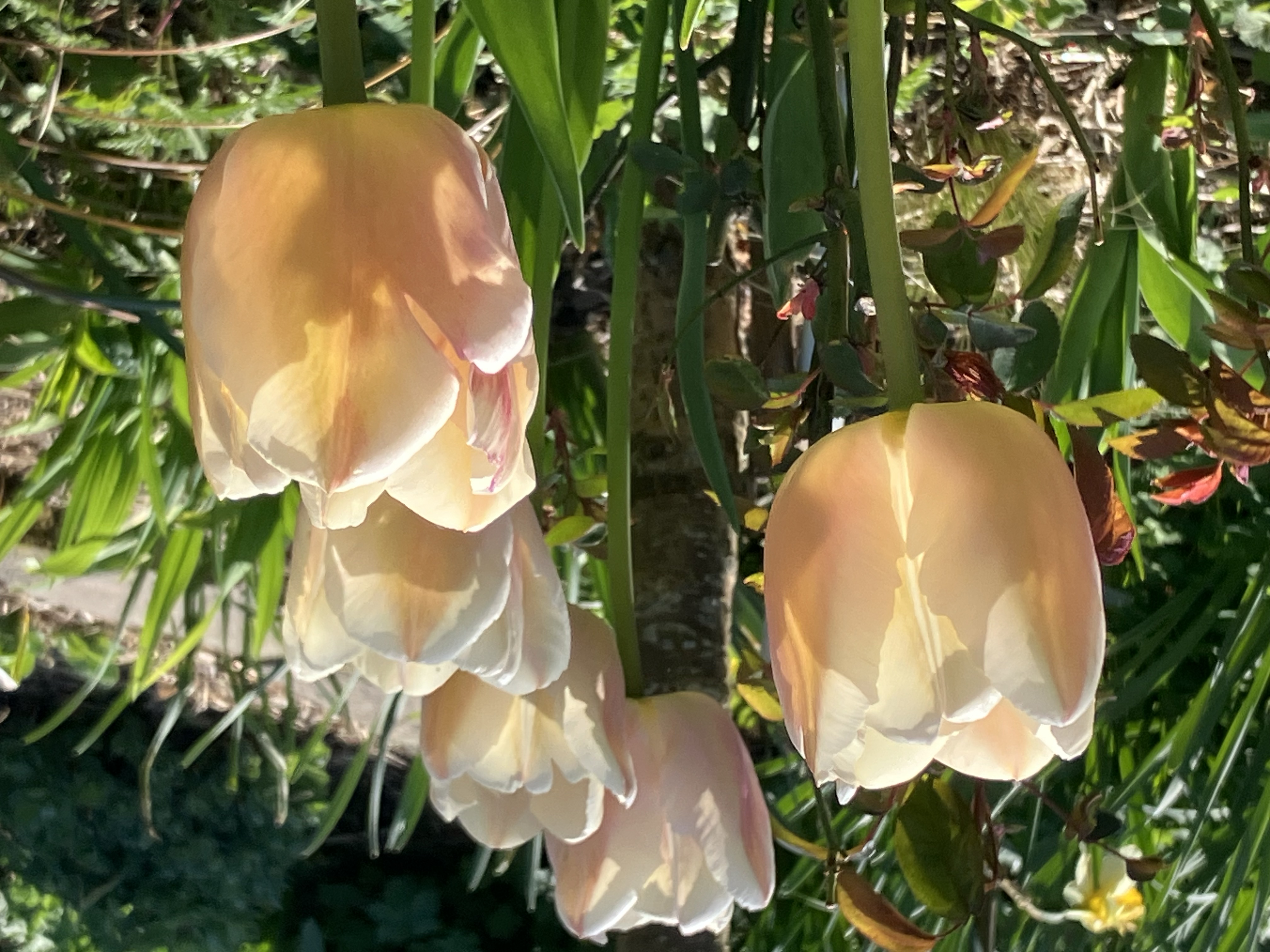 Zeeuwse bloembollen route