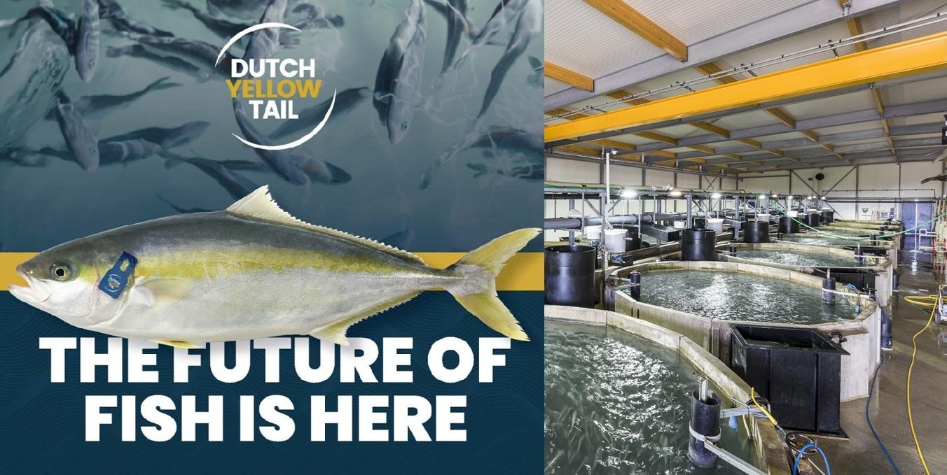 The Kingfish Company