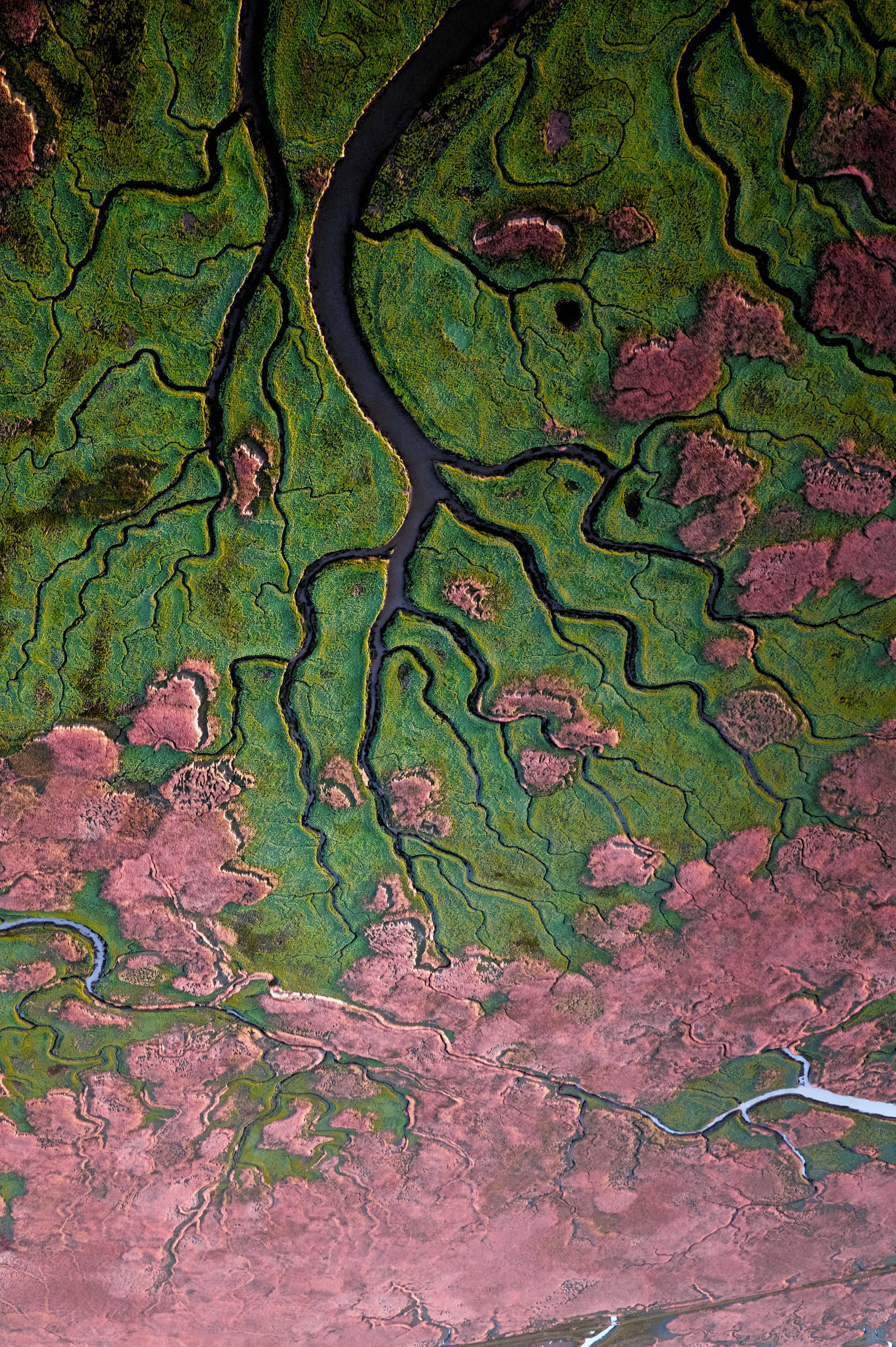 Land van Saeftinghe