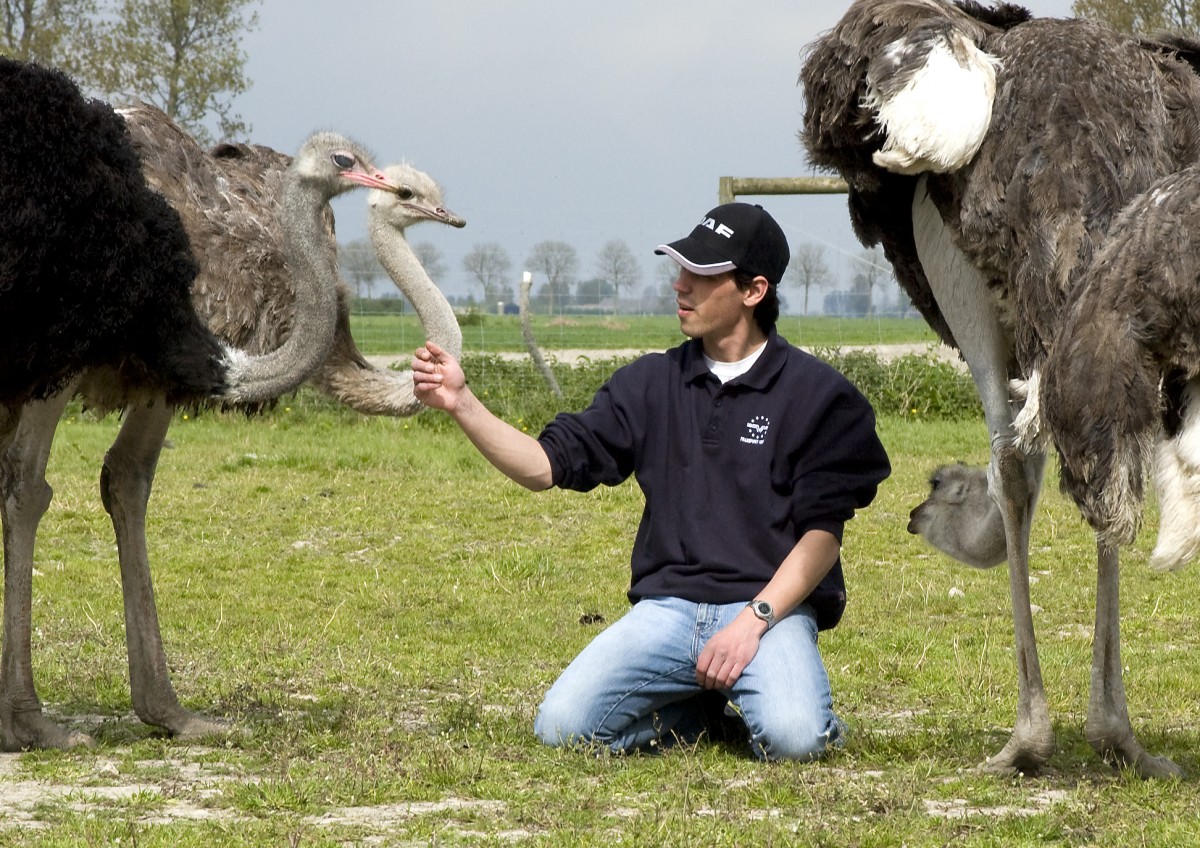 Struisvogelboerderij Monnikenwerve | Zeeland.com