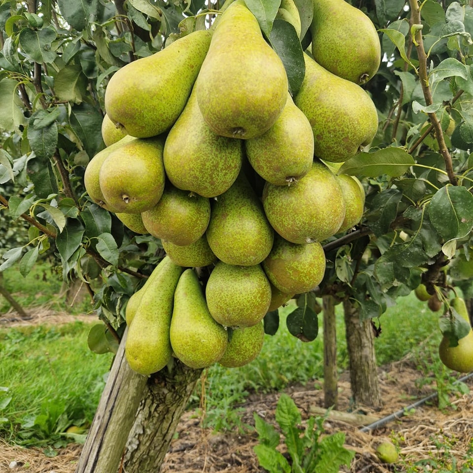 Peren van Slabbekoorn