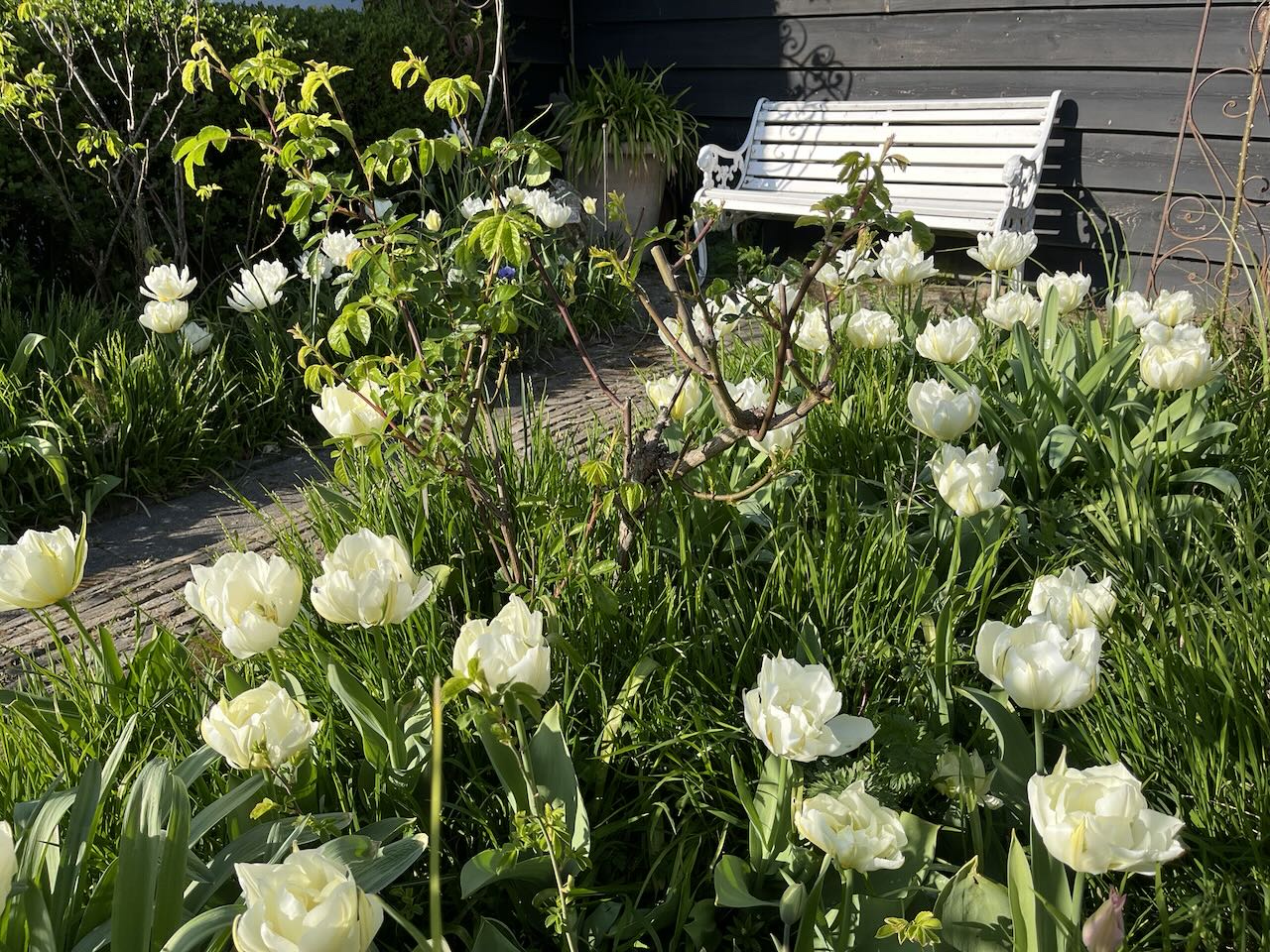 Zeeuwse bloembollen route