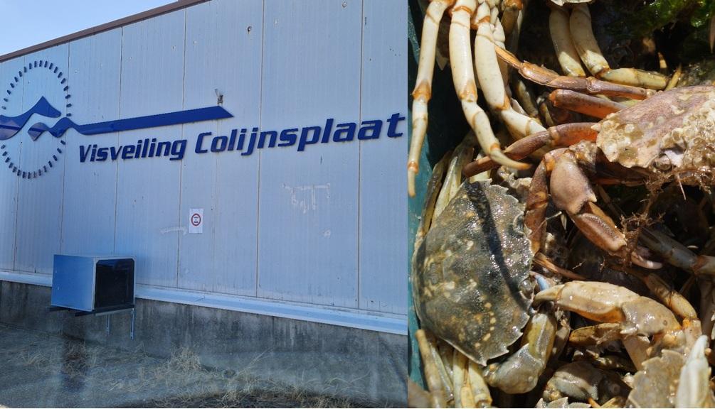 De Visveiling van Colijnsplaat