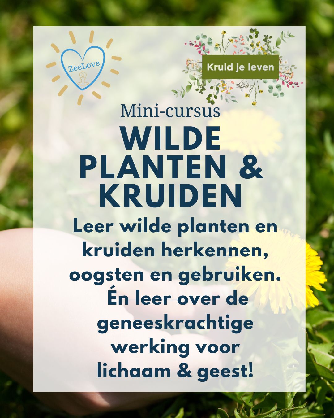 Minicursus Wilde Kruiden en Planten in Bruinisse