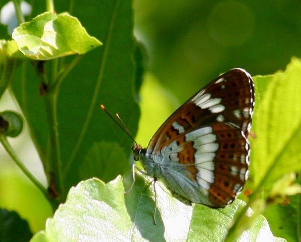 6 juli Vlinderexcusie 14 uur verzamelen Collse Watermolenc