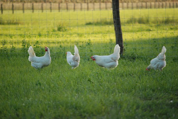 Kippen van Devo ei buiten