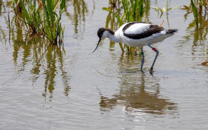 Kluut met kleurringen_EvertFeenstra