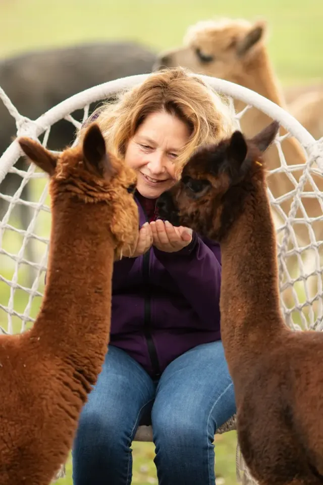 Twee bruine alpaca's met een vrouw op een stoel.