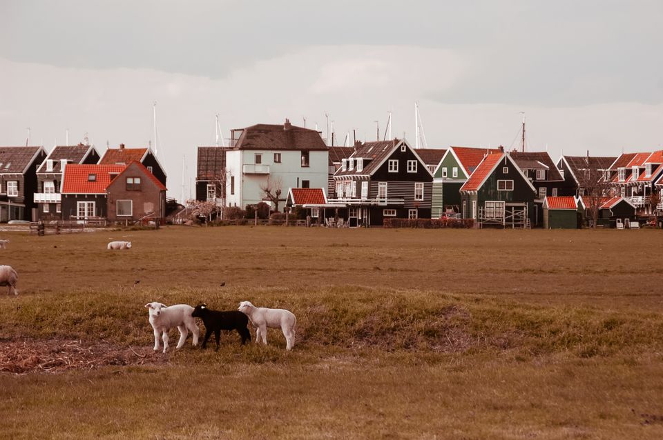Schapen voor een huis in Marken, Laag Holland