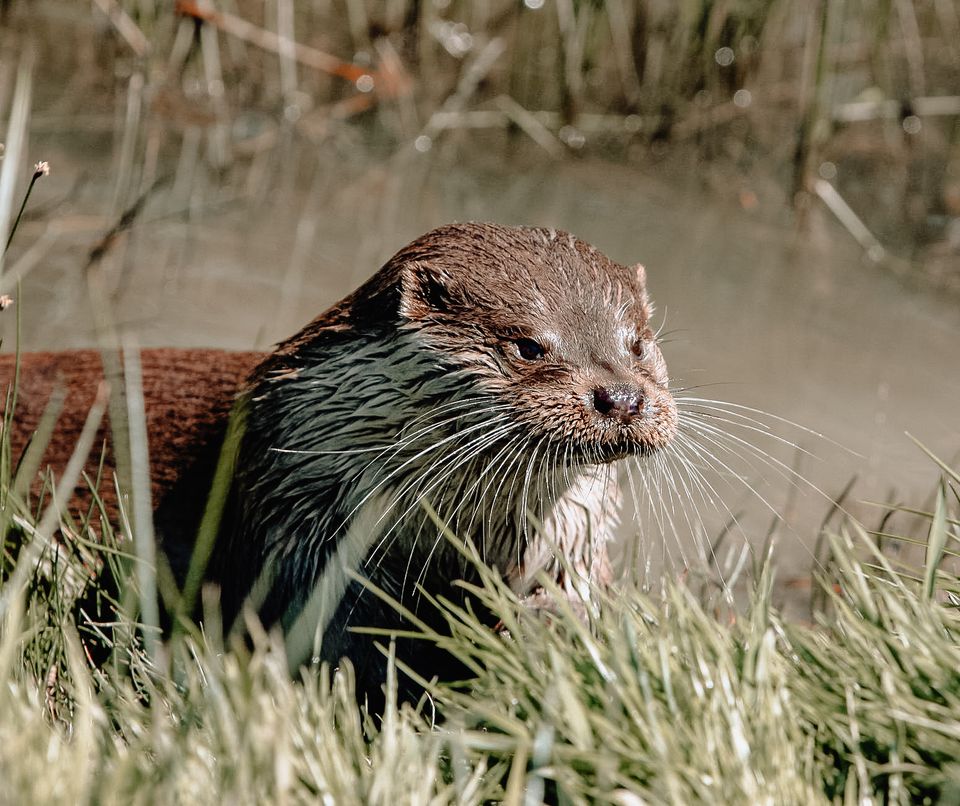 Weerribben Otter
