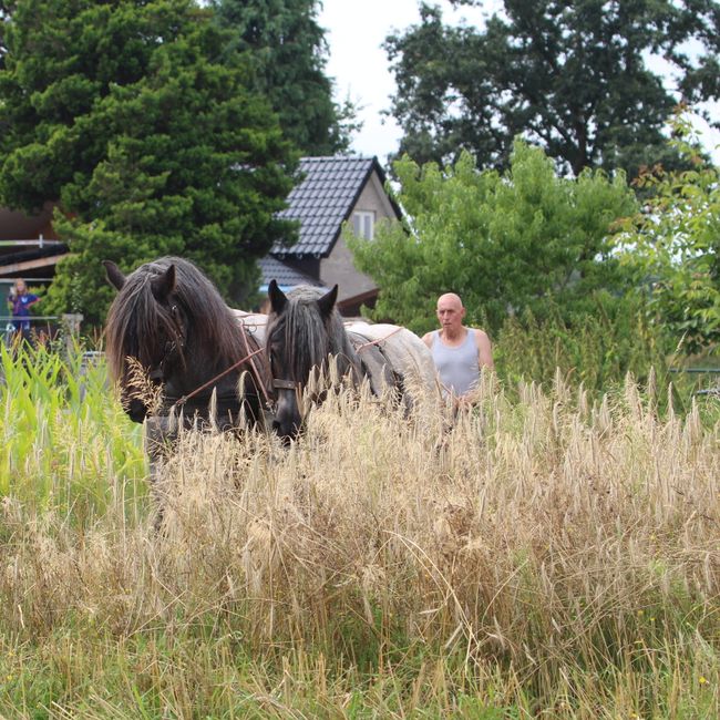 Pony's Oldtimershow Hulshorst